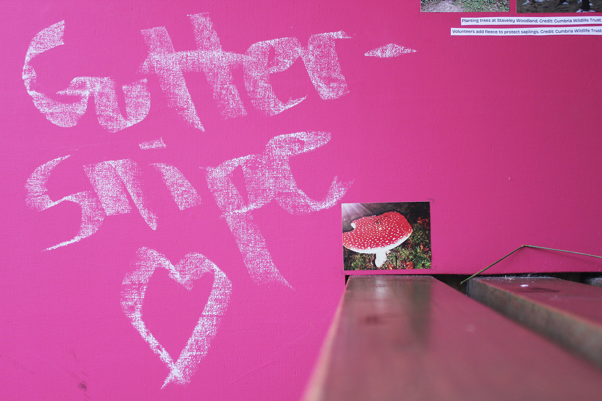 Pink wall, bench, photo of a mushroom in Craggy woods and chalk tagged 'Gutter snipe <3'